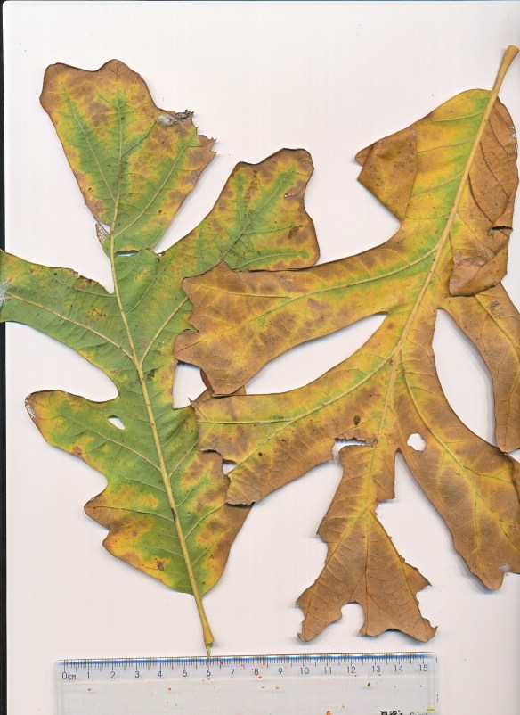 Fall Color | botany for design